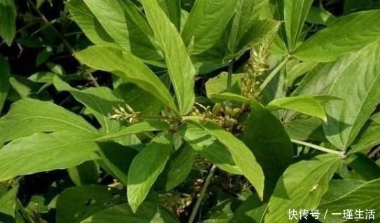 圣手|农村一种野草,是“百骨圣手”,舒经络,治风湿,为健康了解下!