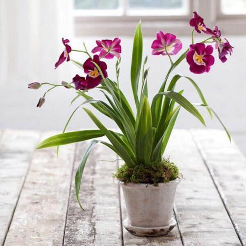 养兰花时，浇水后多“走1步”，兰花不再黄叶，反而新叶爆满盆