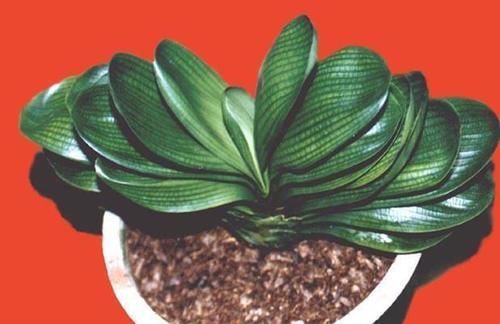 植物|怎么才能拥有天价盆栽君子兰?这么操作,一片叶子就够了