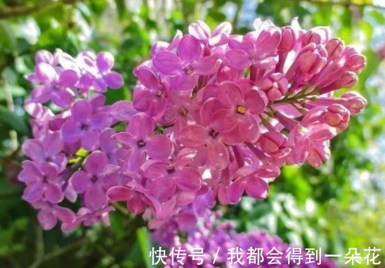 阳台养这几朵花,花开不断,漂亮又好养,四季花开不断