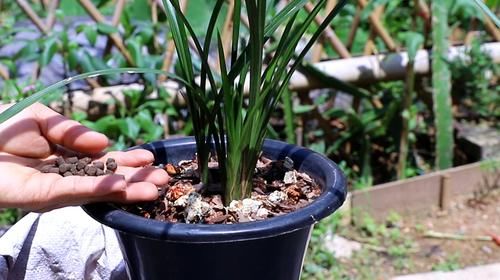 养兰花,有技巧,4个“基本”不能少,根系健康,花箭窜的高