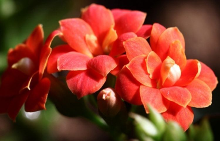 喜欢菊花,不如养盆“开花机器”,娇羞可爱,令人着迷