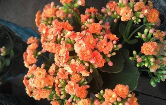 新手|新手花友养长寿花,该牢记哪些才能一年四季开花