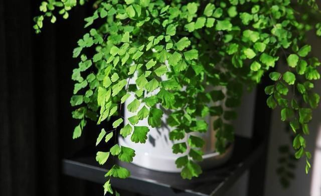 风雨兰|7种花夏天爱淋雨，越淋长得越欢，多淋几次，肥料都省了