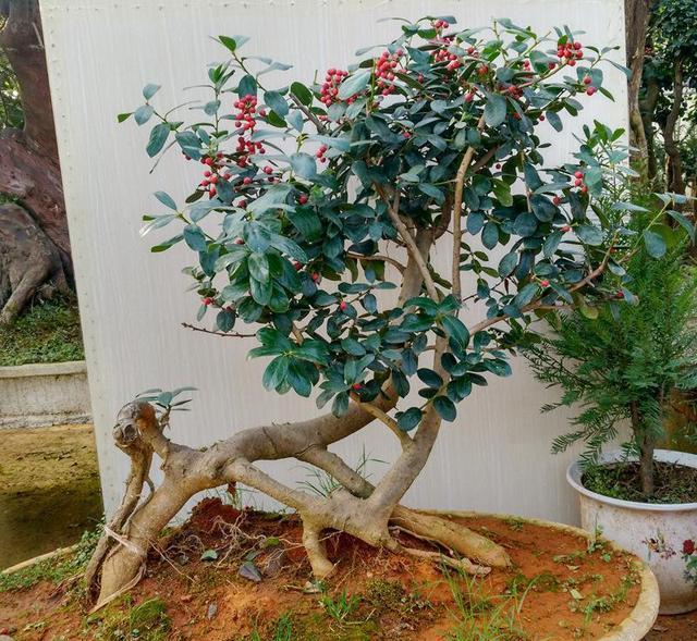 家养一盆枸骨盆景，叶片青翠风景好，从年头赏到年尾！