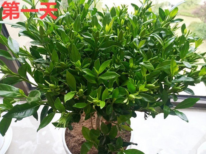 竹芋|11月,千万别买这种花,养不活惹一肚子气