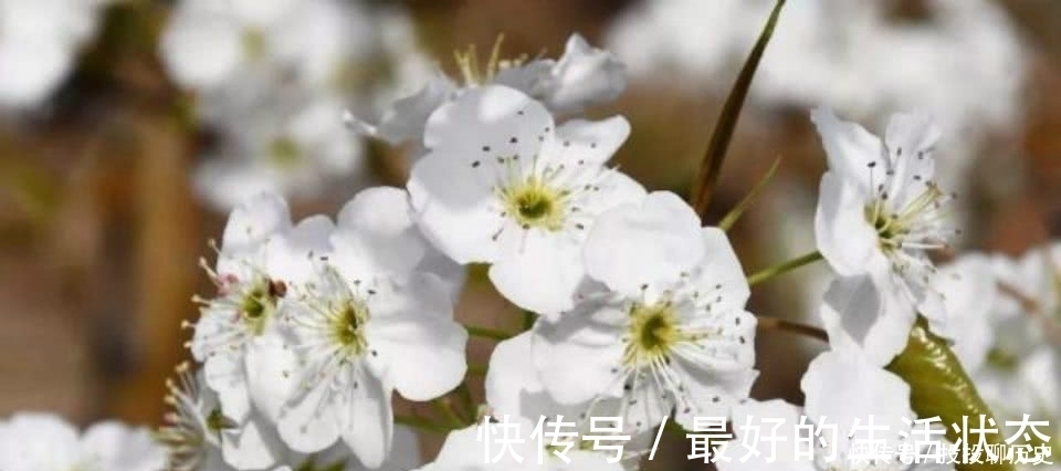 苏轼|苏轼这首词很显然是被低估了，也是难得的佳作，通篇美得令人心醉