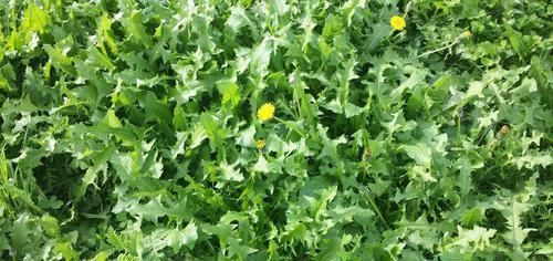中年|农村风吹满天飞的野草，人称“尿床草”，是中药材的八大金刚之一