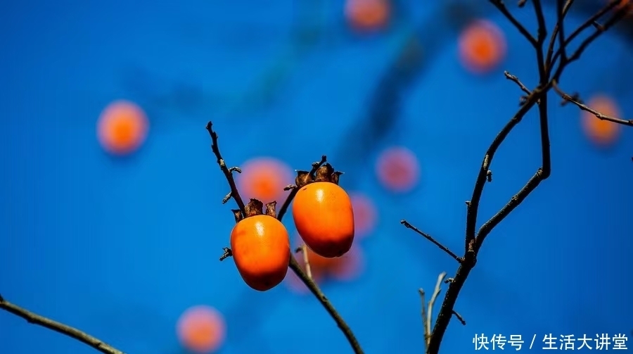 遇见|柿子红了，在楠溪江抬头就遇见这样的美景