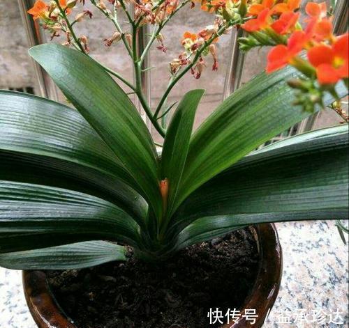 叶片|开春养君子兰，喂点大补肥，长势旺根系壮，叶片挺拔如折扇！