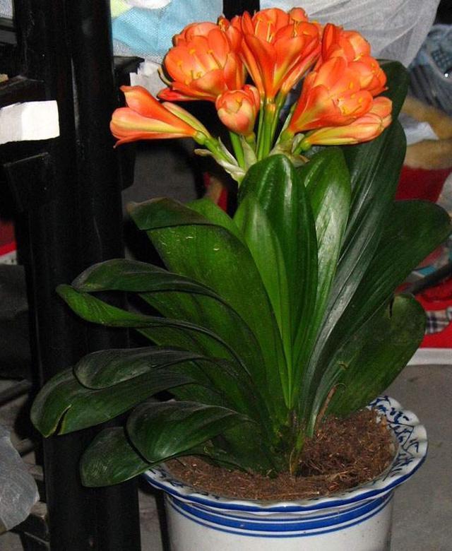 君子兰是“懒汉”,要懒养,不黄叶不烂根,年年开花多,美呆了