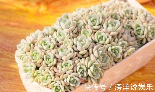 叶片|多肉叶插有“新招”，生根成活快，再也不化水，养出状态美美的