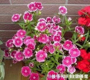 养花|养花就养1盆它,种子撒盆里,1周发芽,开花多,从春开到秋!