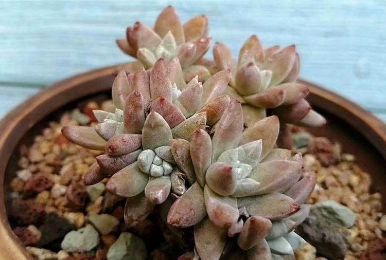 多肉|养多肉的最好境界，不是用价格衡量好坏，它解你寂寞，你陪它变美