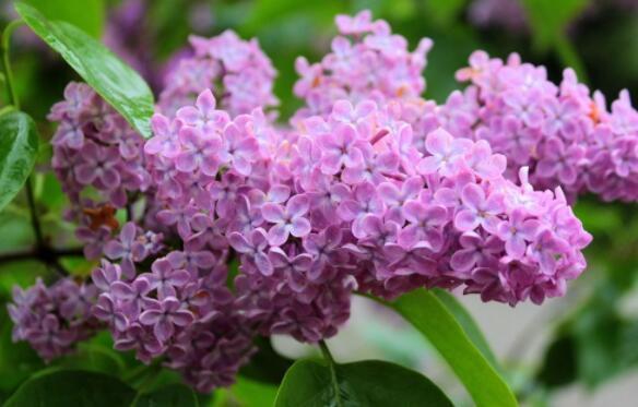 养这几款花,丢在庭院,全年都是小花园,花朵稠密惹人爱