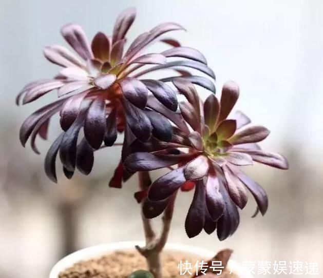 多肉|有一种多肉叫黑法师，注意这4点，养成老桩价值高