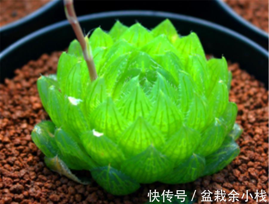 玉露|多肉中的6位“玉美人”,风姿绰约,晶莹剔透,养出状态太美了