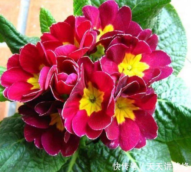 冬天养此几款花,开花量大,花开枝繁叶茂,颜值超高的