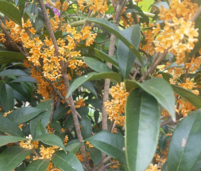 4种颜值高的漂亮花，招财集福气，养在家里寓意好