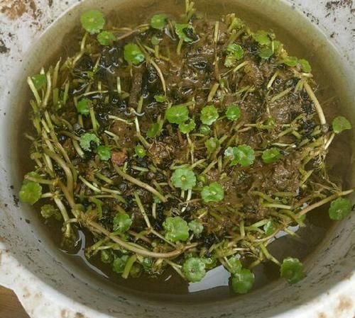 植物|家里养“1种花”,春天“剪几刀”,放阳台加点水,嗖嗖冒新叶