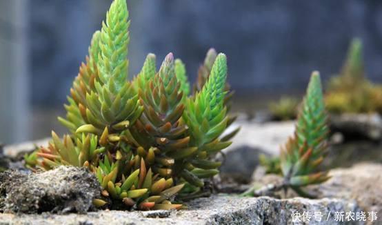 在农村“墙角”长着1堆多肉,冬天冻不死、夏天晒不死,简直开挂