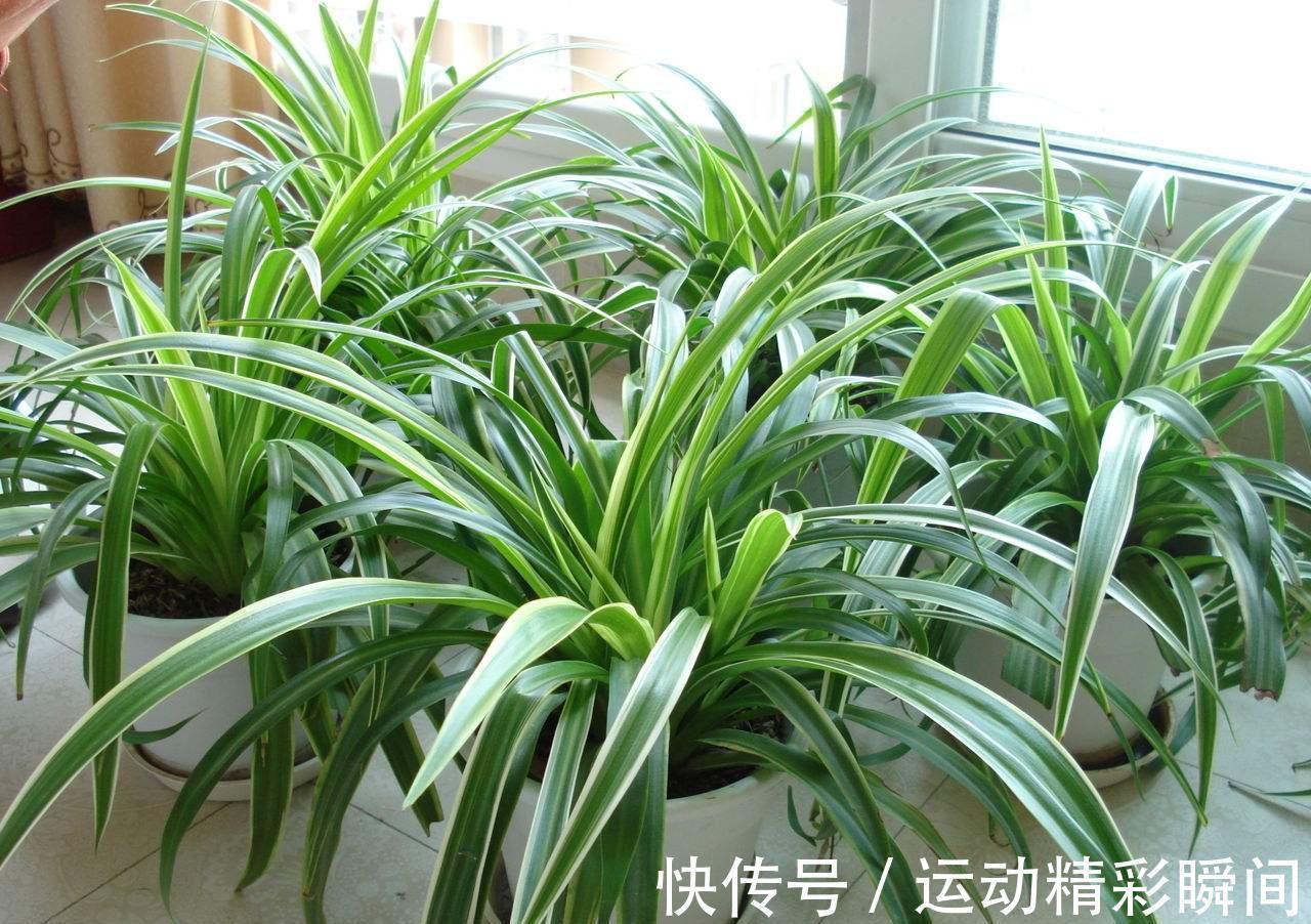 天冷需要多晒的“8种花”,有些还要“断粮少水”,不然熬不过冬