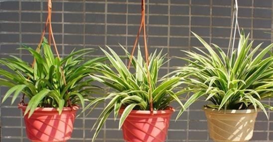 夹竹桃|家中千万不要摆这些绿植,对身体不仅没有帮助,还会起反作用