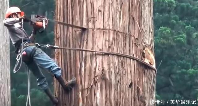 世界上最霸道的树,烧不得砍不得,甚至连碰一下都不行