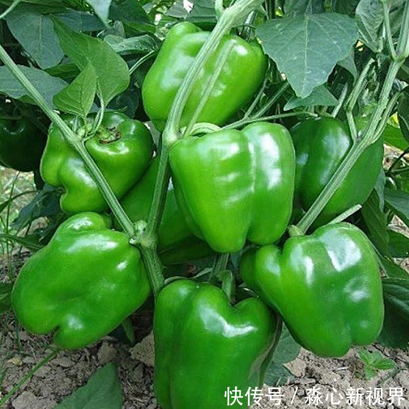 健康|阳台不要再浪费，聪明人此样做，绿色健康，吃不完还可以卖