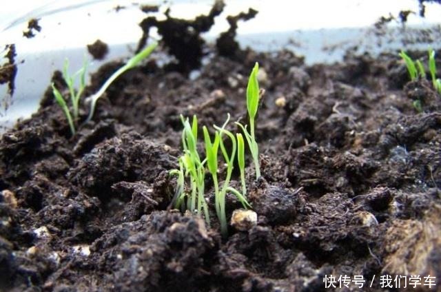 枸杞盆栽这样养,长得枝叶繁茂,结出1树红果子,还能长成盆景!