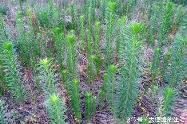 乡下1种蓬松小草,路边随处可见,常人遇到将其当杂草,错过宝贝