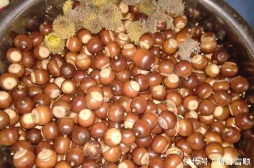 10年才开始结果，人类最早的食物，磨成粉是美味，吃过吗？