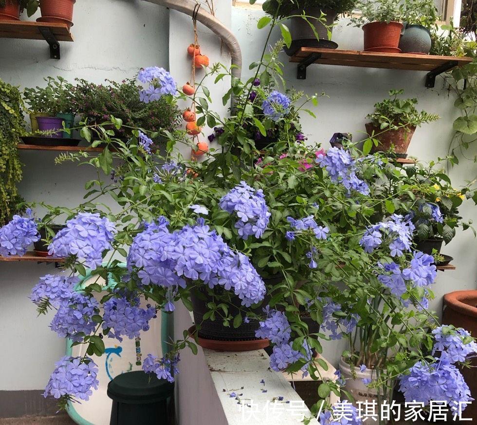 肥料|秋天，家里这4种花要施肥了，盆土更肥沃，枝叶多花更多