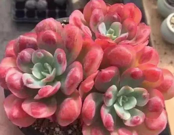 此款多肉第一眼不喜欢,越养越好看,花友直呼真香,养过的人不多