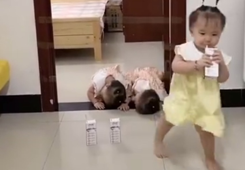 神经元|妈妈在门前放了三喝奶并设置一道障碍,三胞胎宝宝拿奶的方式亮了