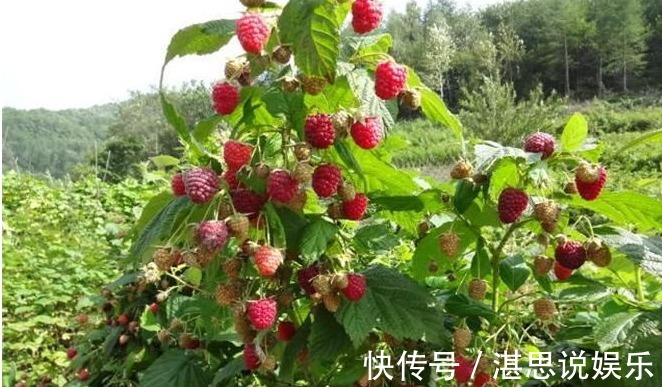 毒素|女性不要太节俭，多吃以下食物，排出毒素，补血益气，保护心血管