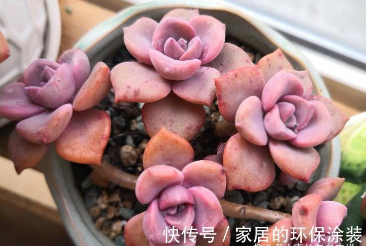 多肉秋季补全计划——不管新手or老手,来一棵软糯粉紫的彩虹糖吧