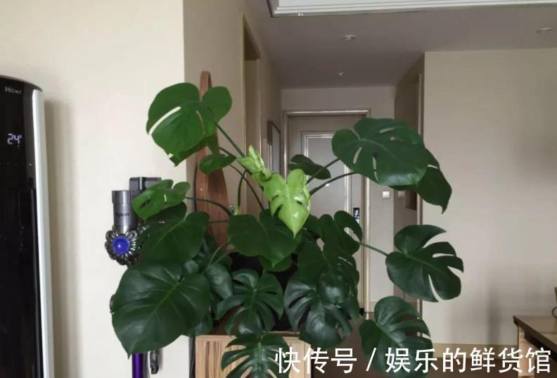 龟背|龟背竹室内盆栽养不好?掌握住这3个技巧,叶子长得比脸盆大