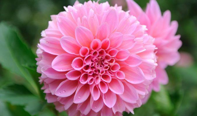 仙气十足的4种花,一开就是300多天,个个开成大花球