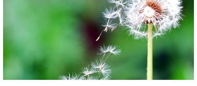 财运|1天，好好把握，梦想成真，桃花朵朵，财运挡不住，幸福向你招手