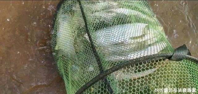 玉米|钓翘嘴知道这些,会让你收获满满,钓的非常过瘾