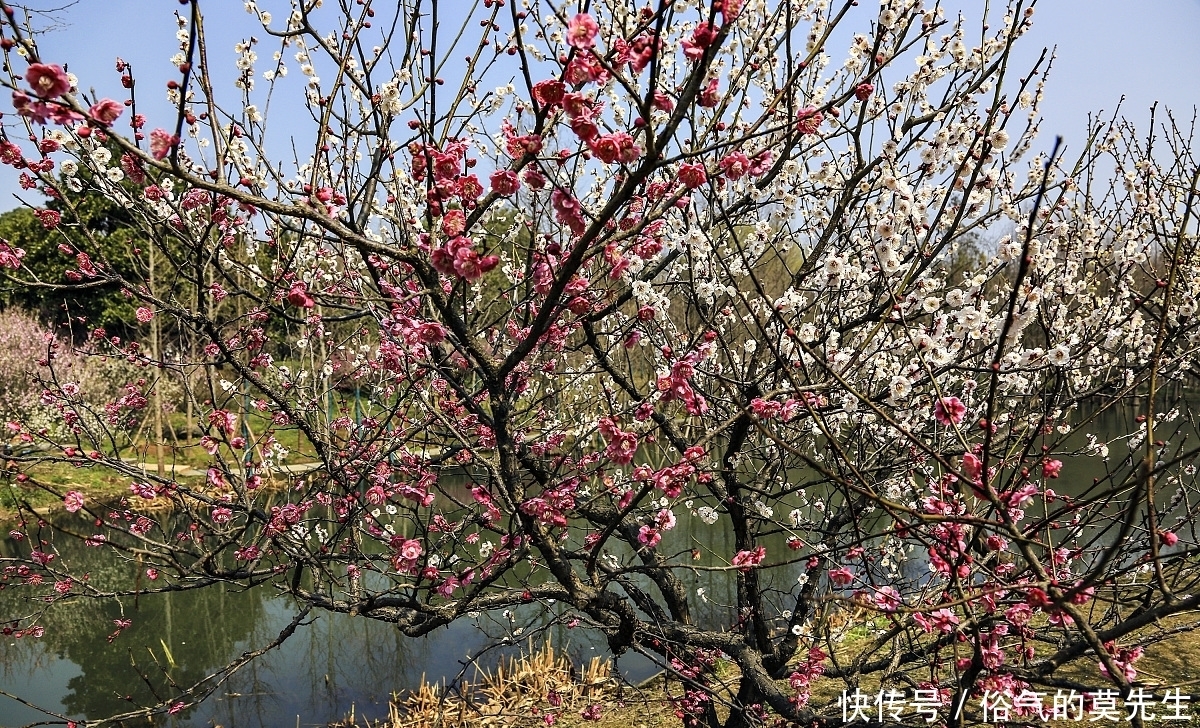 这7种年宵花，花开富贵、喜气临门寓意好，你最喜欢哪一种？