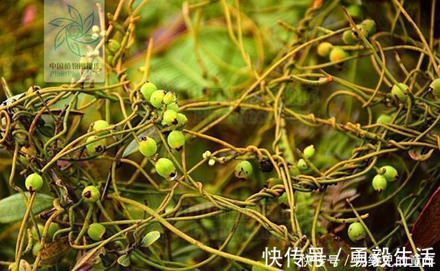 无根藤，见过吗？内治泌尿系结石、肾炎水肿；外用治皮肤湿疹