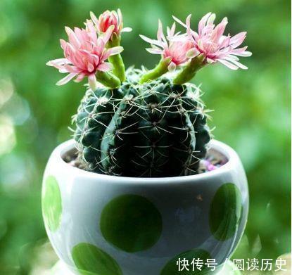 也可以|养花就养此4种,扦插就能活,周年开花,室内也能养