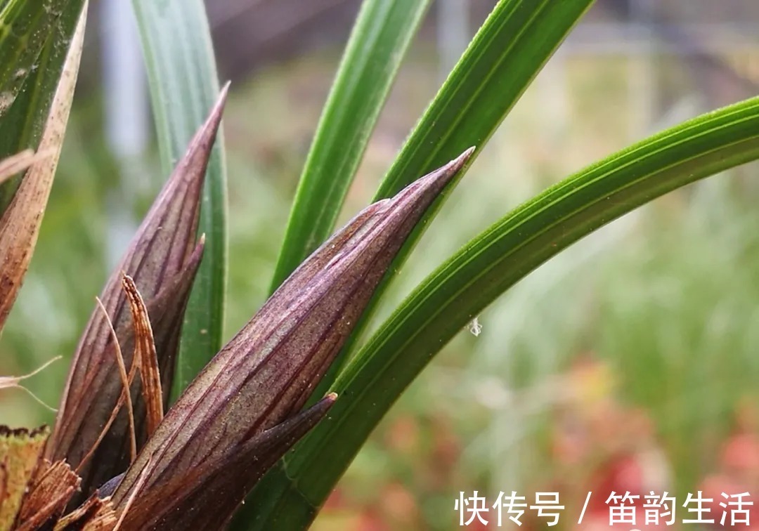 孕蕾|夏天太热,养兰花如果犯一个错,可能导致难孕蕾、不开花