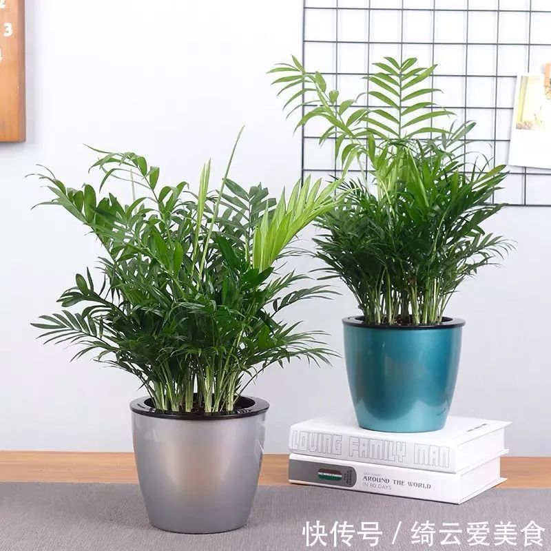 仙客来|此5种植物,堪称“净化利器”,好养又好看,绿萝只能排第4