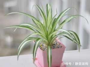 叶子|吊兰长得“太稀、太细”了，给吊兰来上几刀、补点肥，叶子油亮长