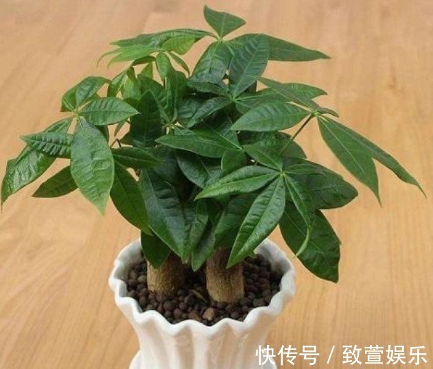 烂根|悄悄告诉你,盆里撒点“它”,不花1分钱,不黄叶烂根,养啥都旺