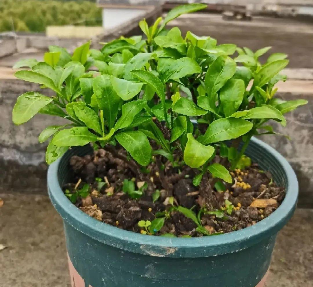 风雨兰|从养花大神家，偷来3个爆花技巧，快学，24小时后删