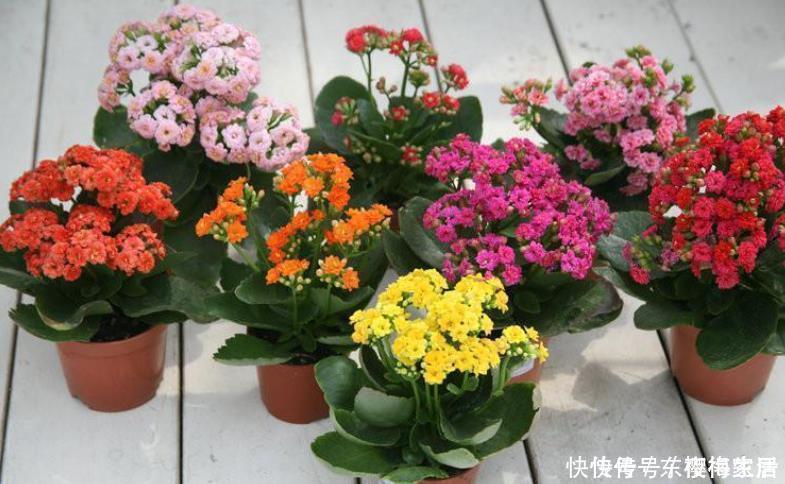 阳台上|养花不需品种多,4种花任选一种,开花整齐又好养,阳台犹如花海